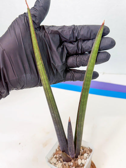 Sansevieria Pink Cell (r) | Color changes seasonally