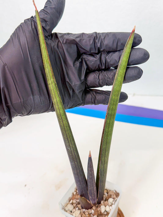 Sansevieria Pink Cell (r) | Color changes seasonally