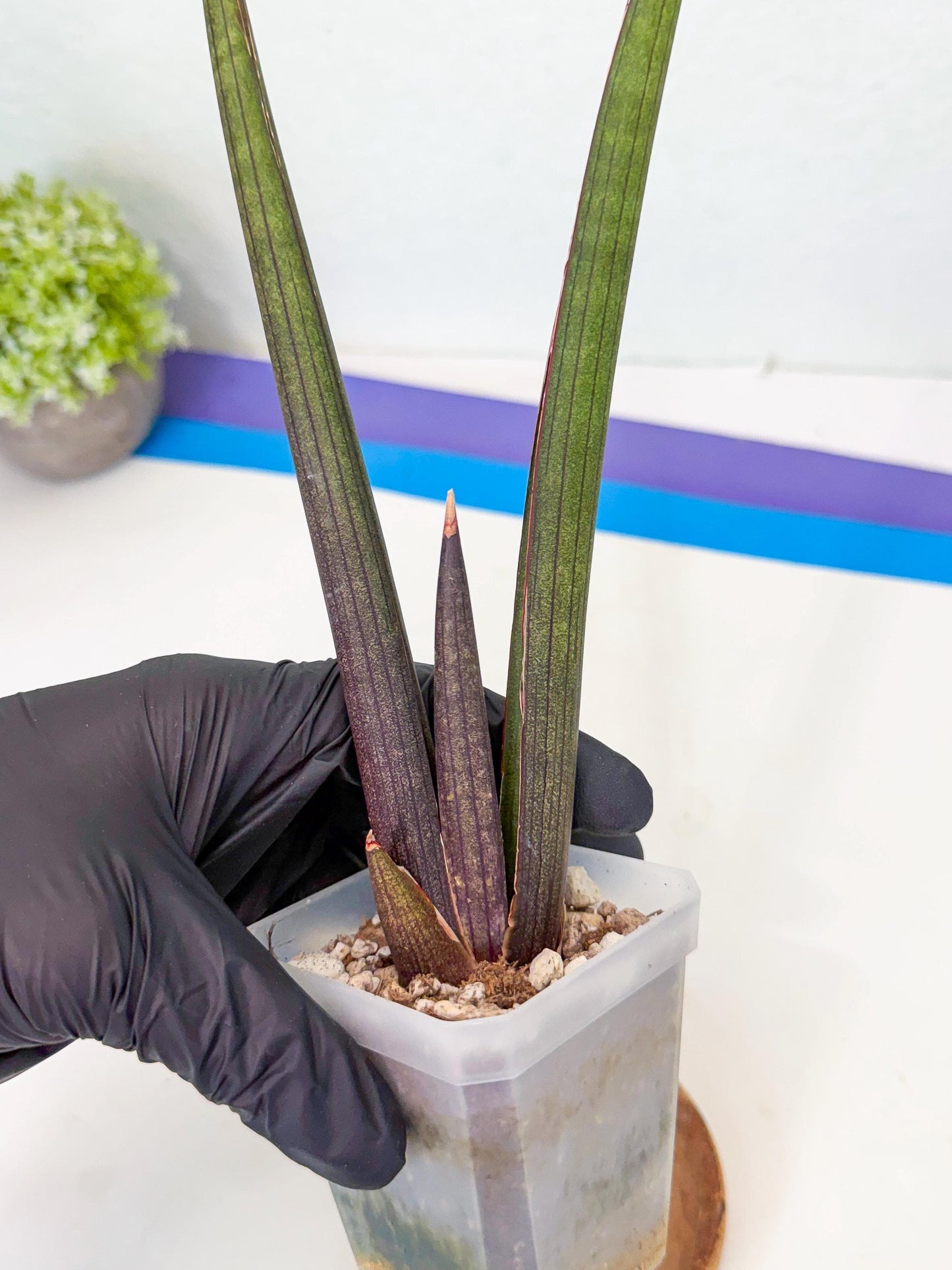 Sansevieria Pink Cell (r) | Color changes seasonally