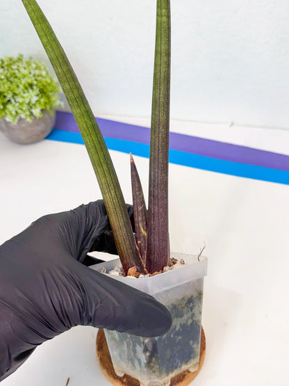 Sansevieria Pink Cell (r) | Color changes seasonally