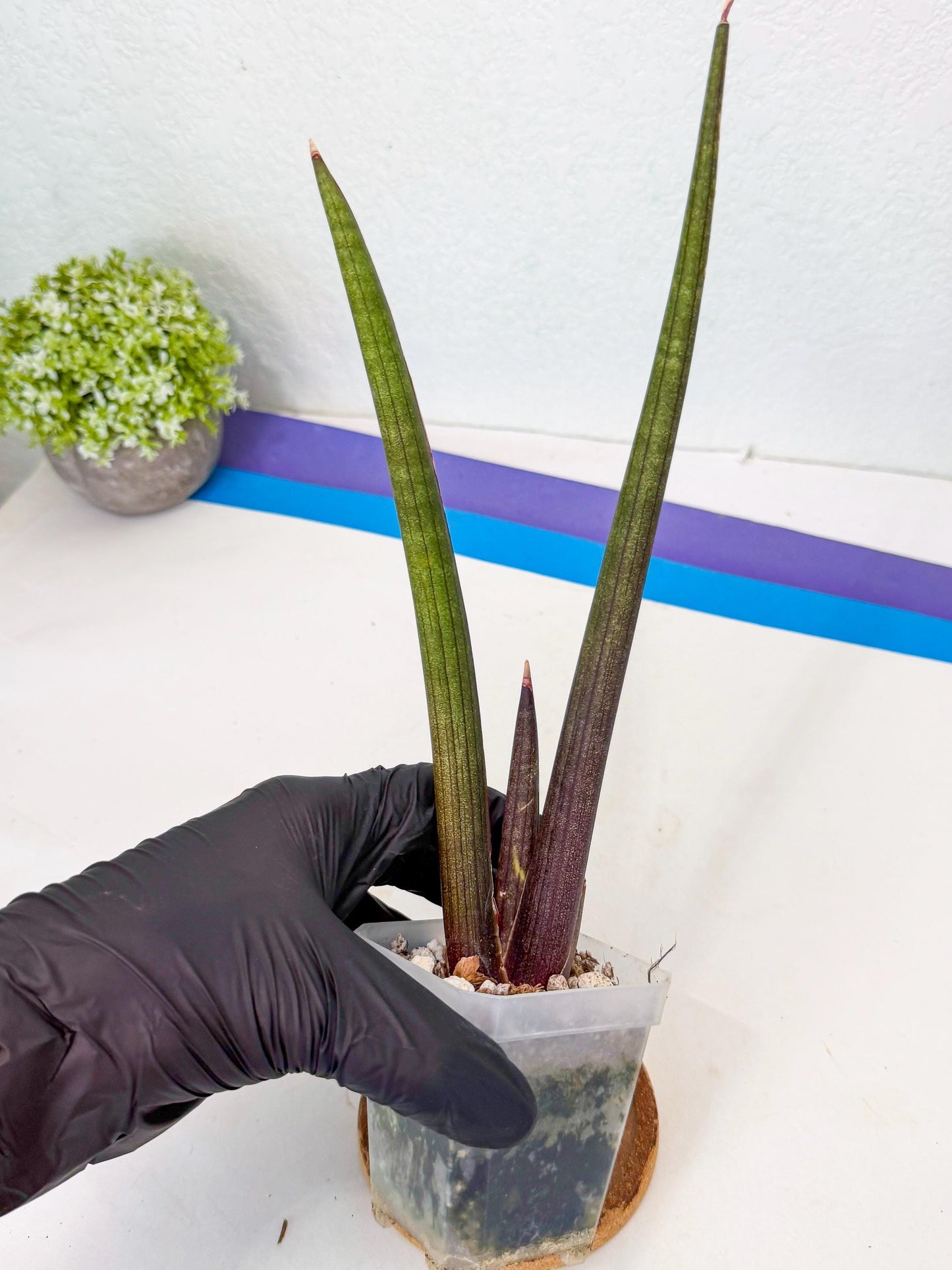 Sansevieria Pink Cell (r) | Color changes seasonally