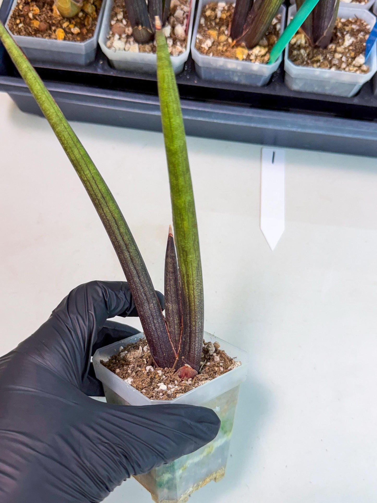 Sansevieria Pink Cell (1) | Color changes seasonally