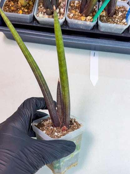 Sansevieria Pink Cell (1) | Color changes seasonally