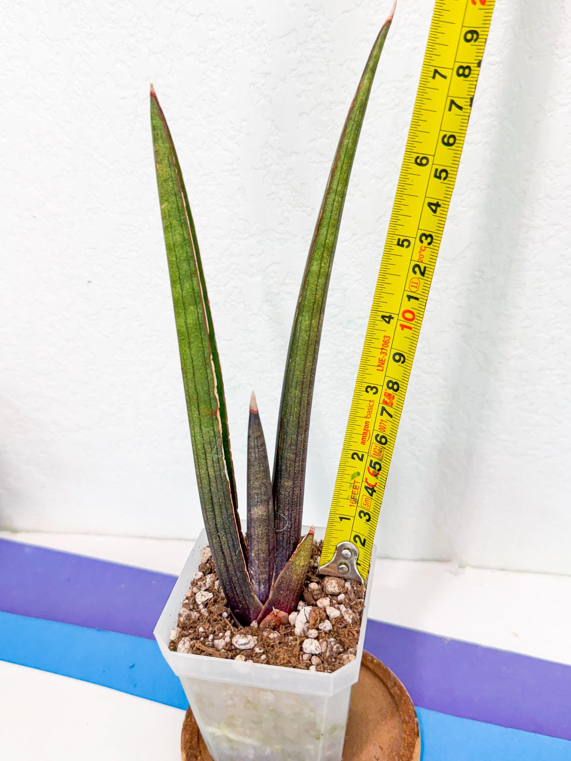 Sansevieria Pink Cell (1) | Color changes seasonally