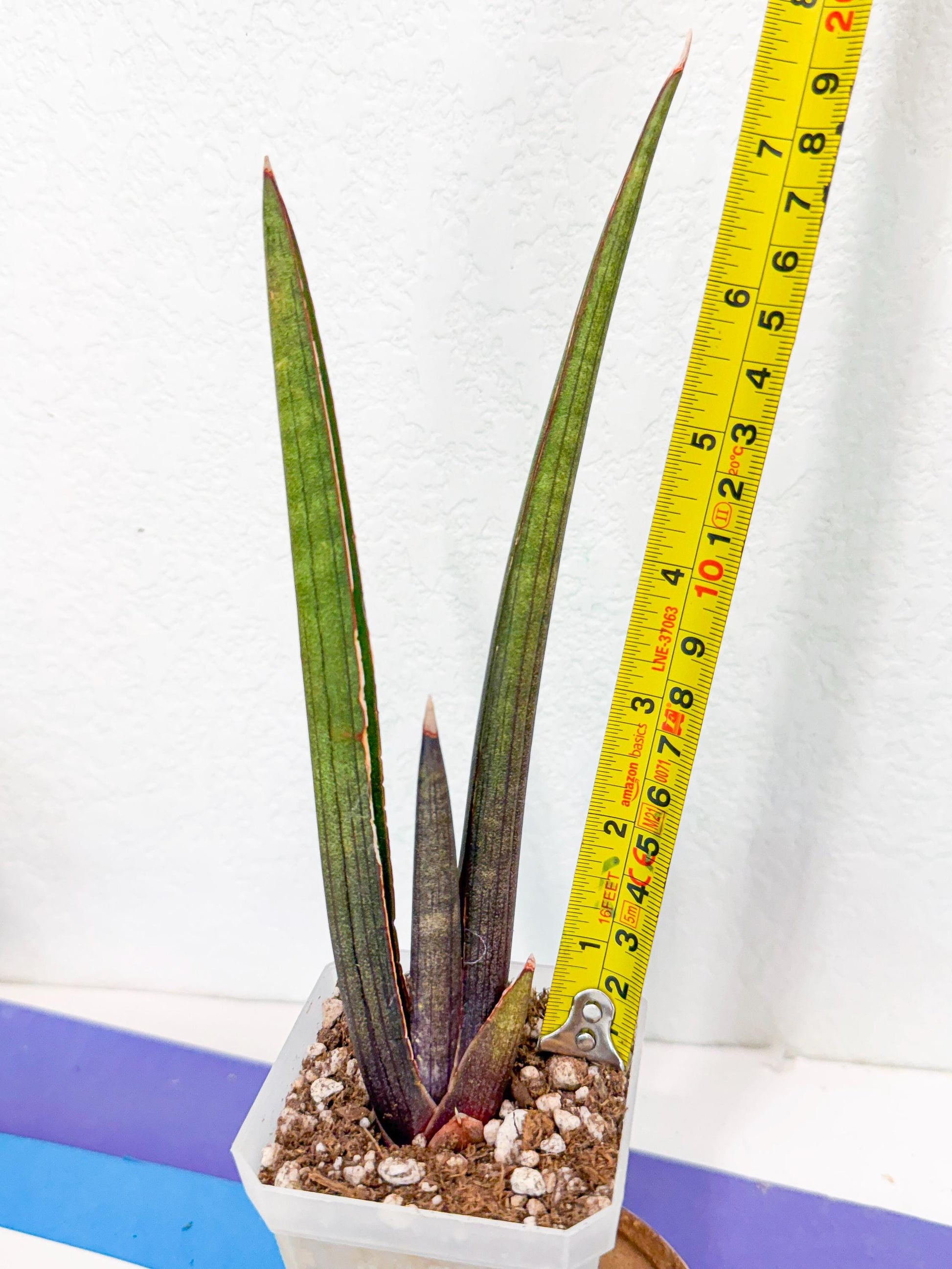 Sansevieria Pink Cell (1) | Color changes seasonally