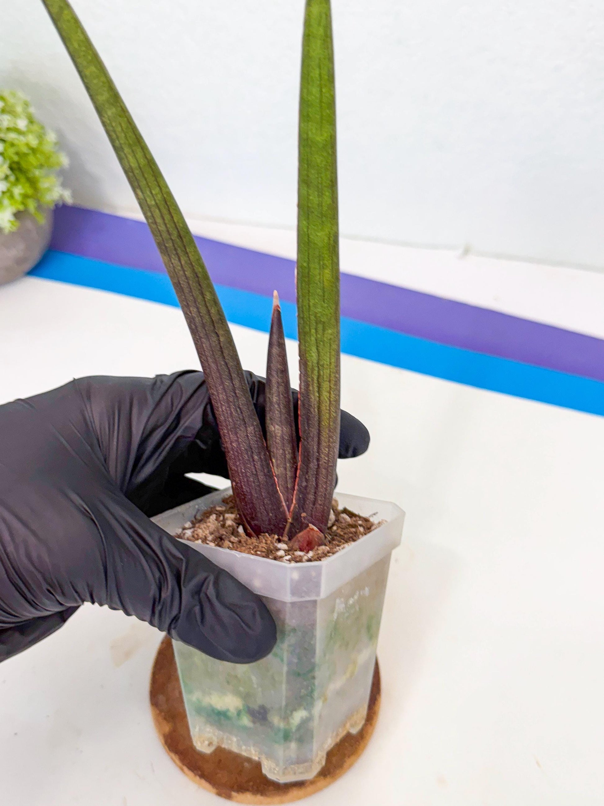 Sansevieria Pink Cell (1) | Color changes seasonally