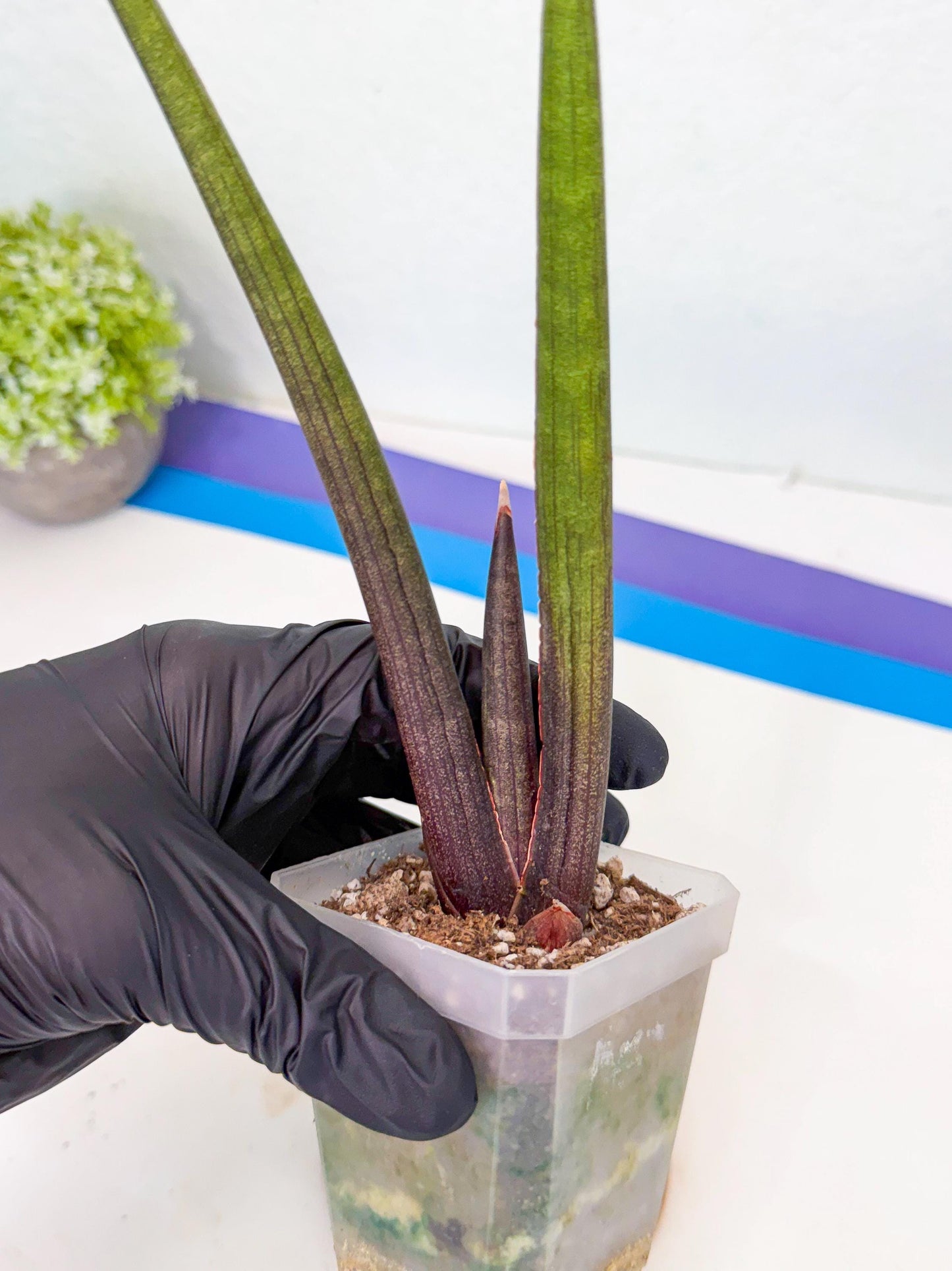 Sansevieria Pink Cell (1) | Color changes seasonally