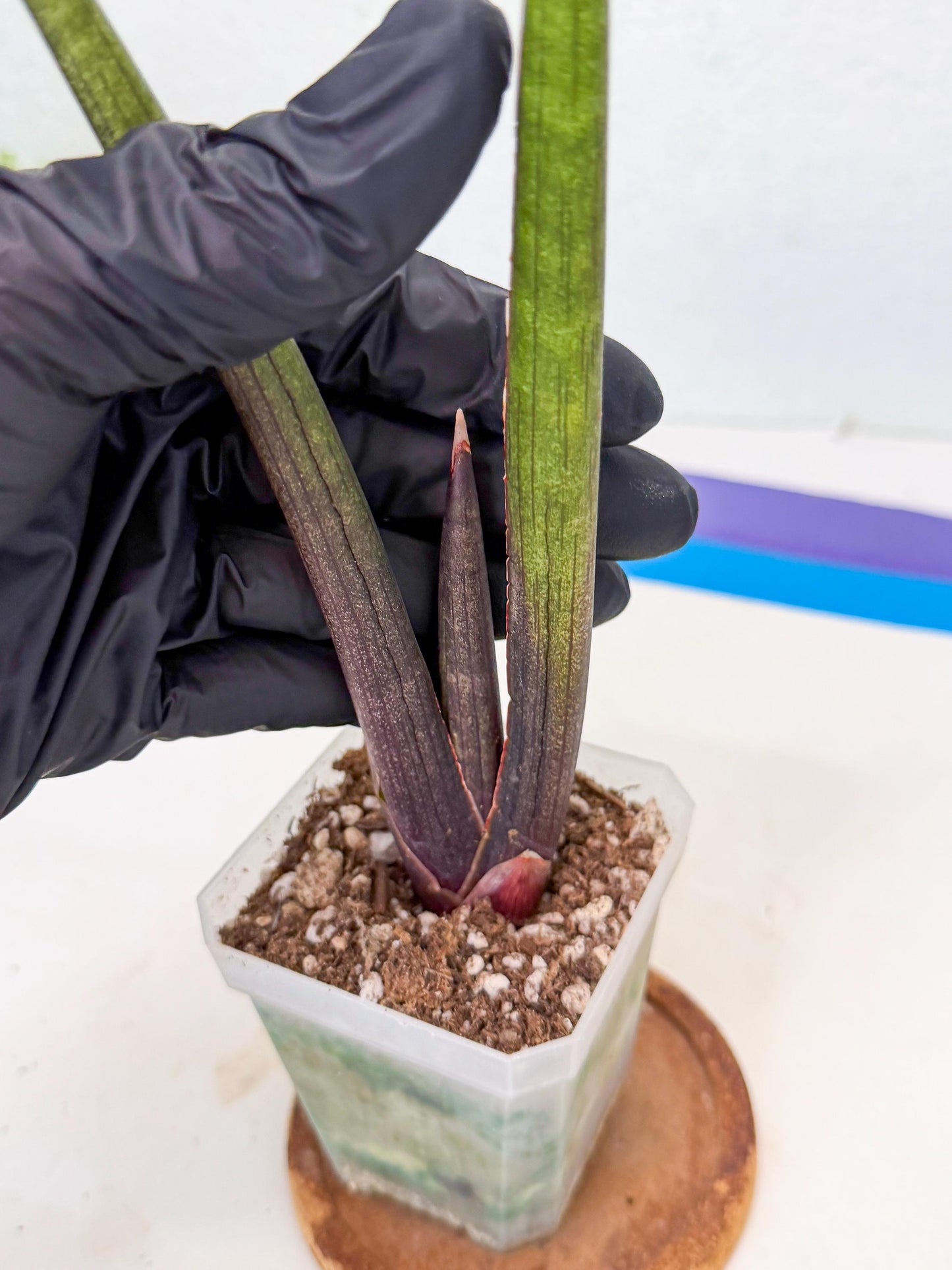 Sansevieria Pink Cell (1) | Color changes seasonally