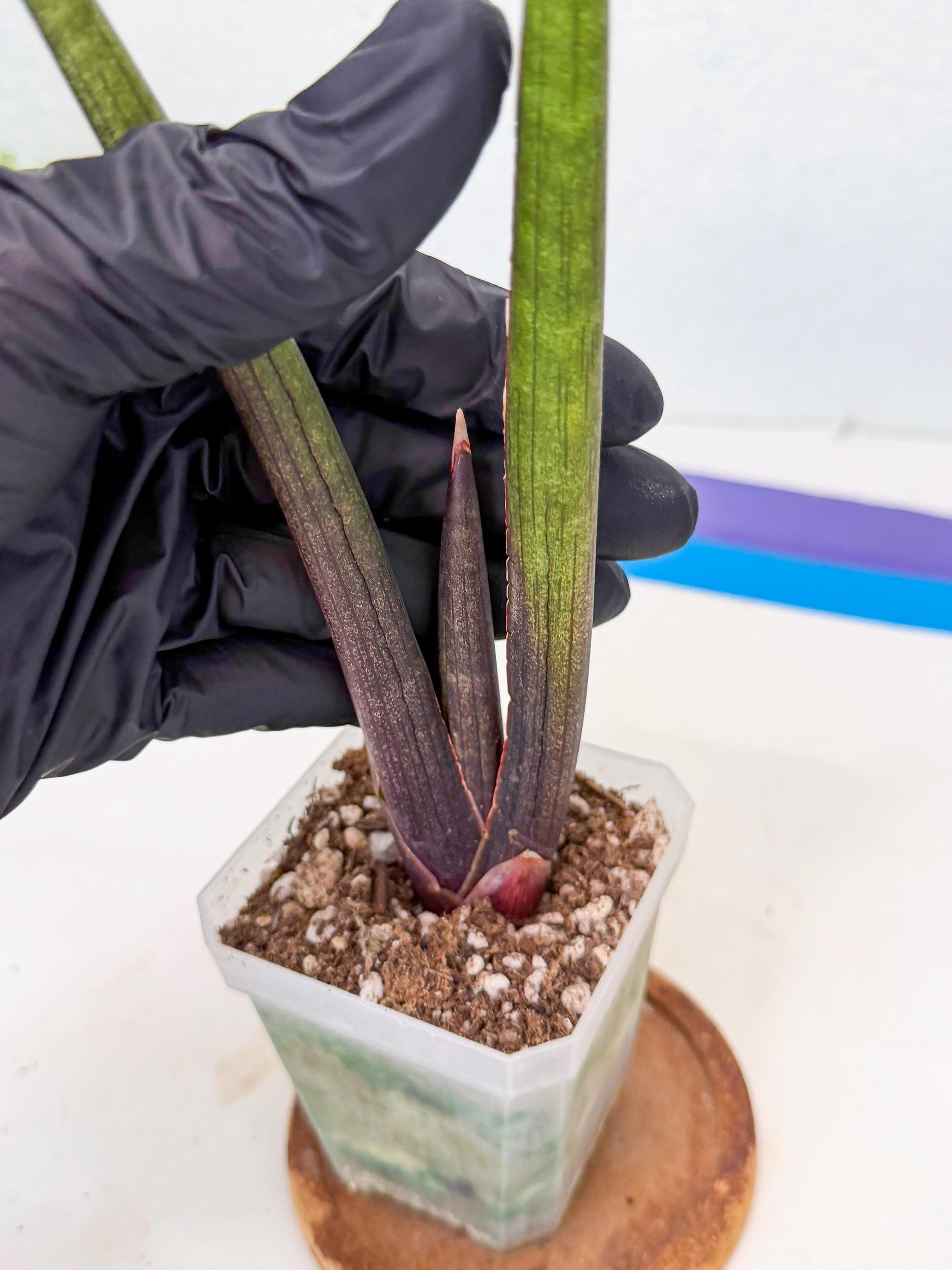 Sansevieria Pink Cell (1) | Color changes seasonally