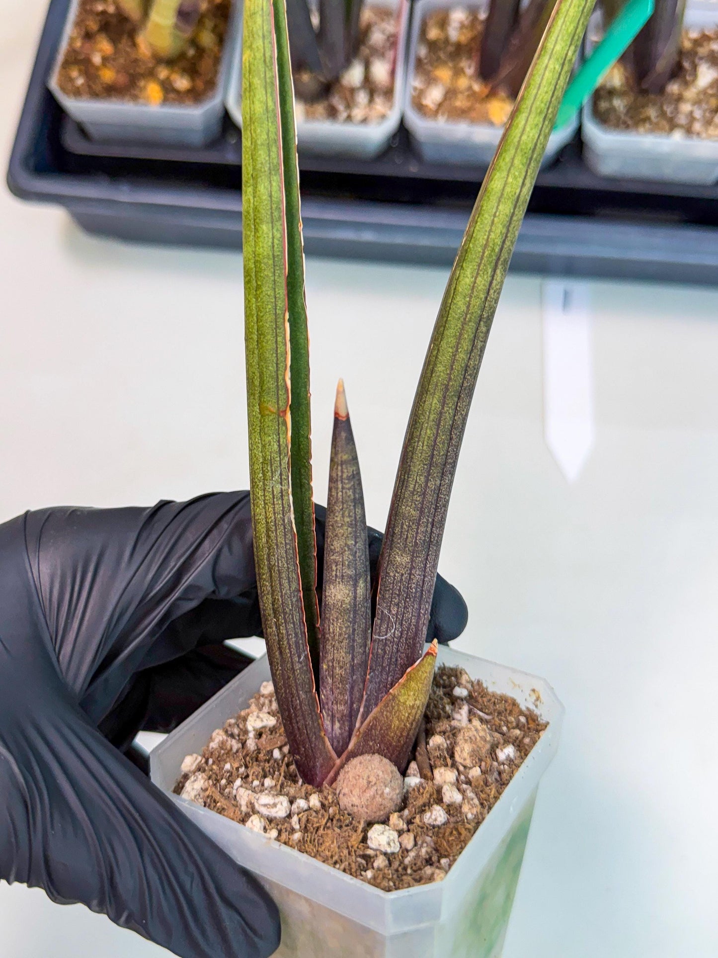 Sansevieria Pink Cell (1) | Color changes seasonally
