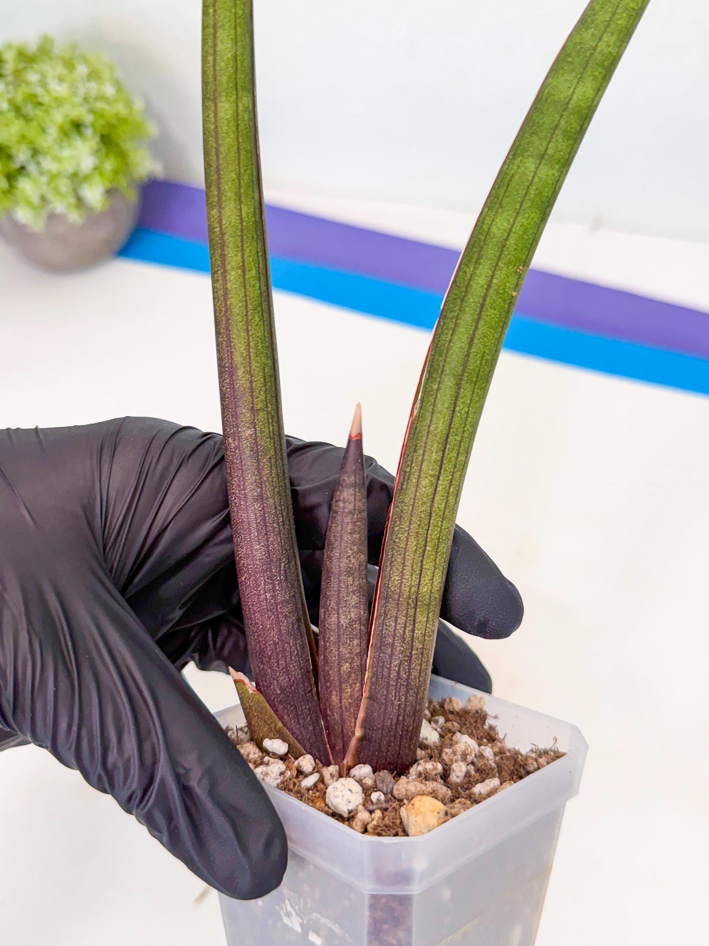 Sansevieria Pink Cell (2) | Color changes seasonally