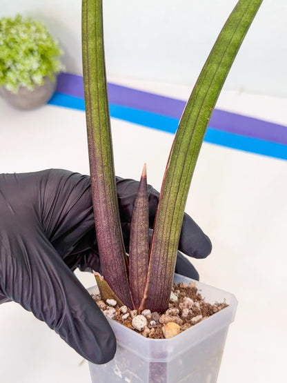 Sansevieria Pink Cell (2) | Color changes seasonally
