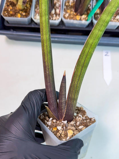 Sansevieria Pink Cell (2) | Color changes seasonally