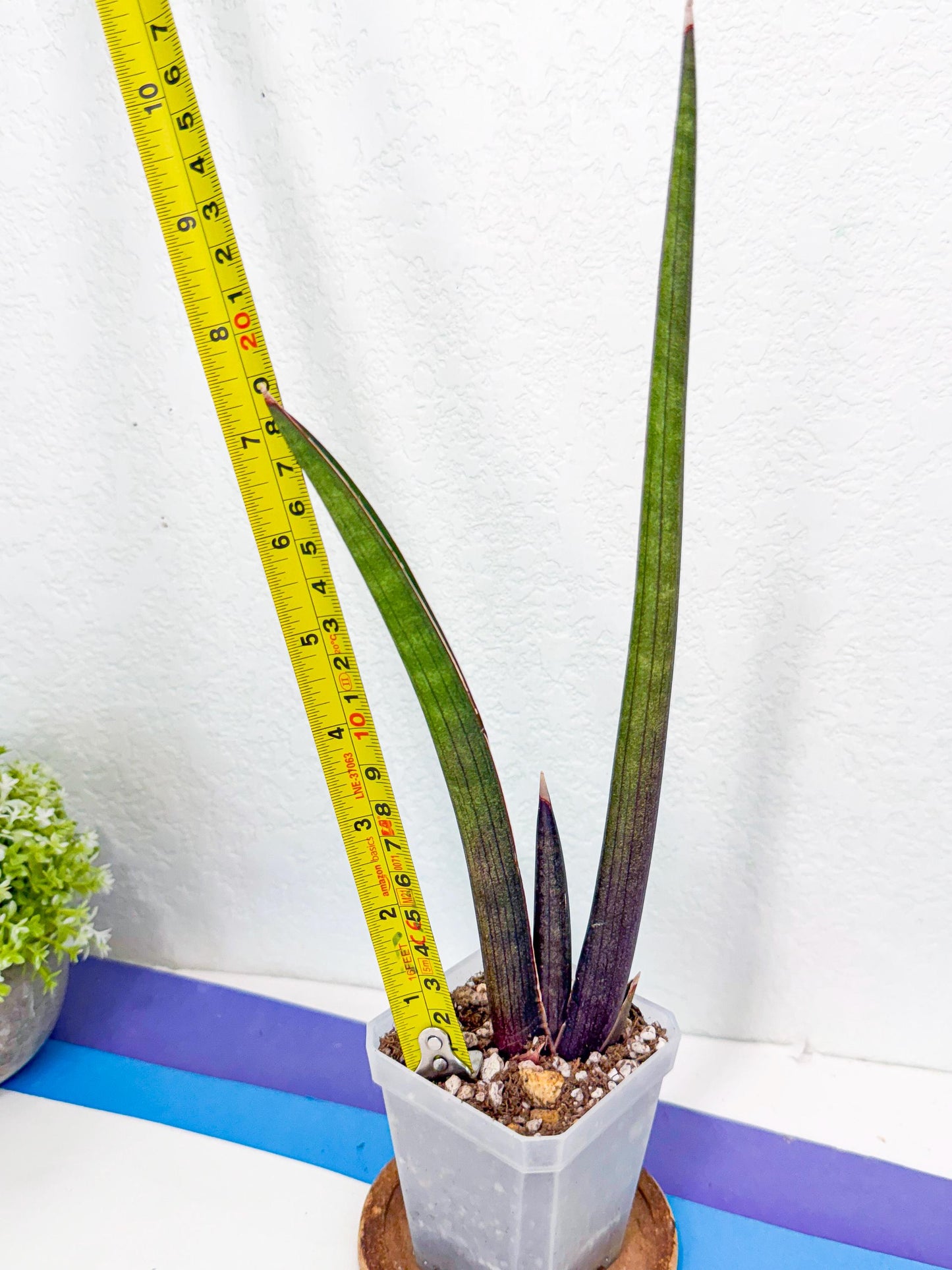 Sansevieria Pink Cell (2) | Color changes seasonally