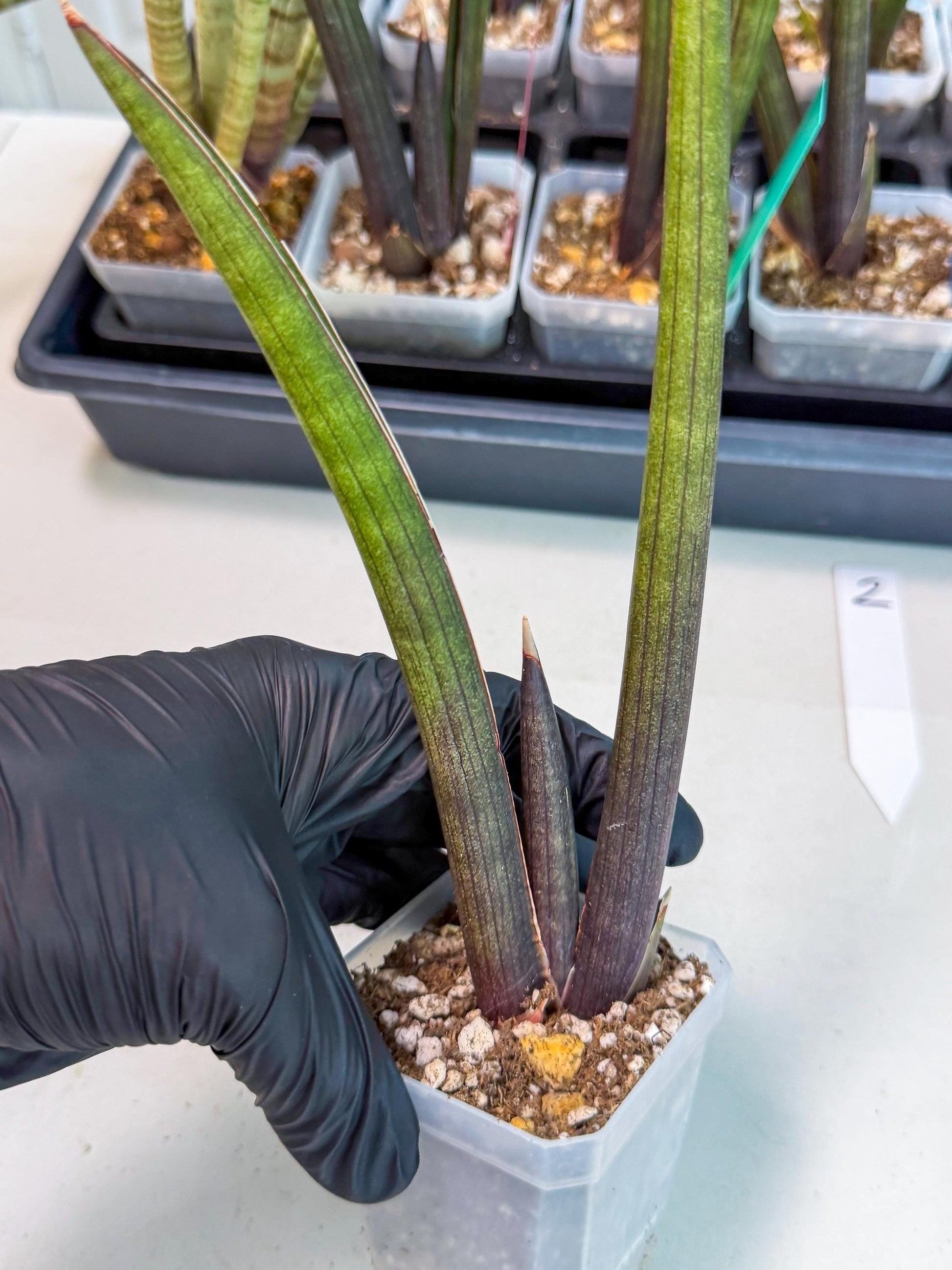 Sansevieria Pink Cell (2) | Color changes seasonally