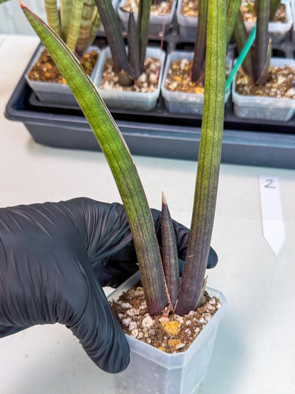 Sansevieria Pink Cell (2) | Color changes seasonally