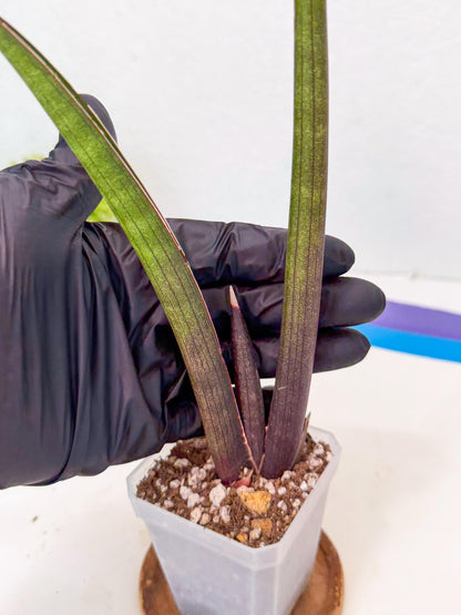 Sansevieria Pink Cell (2) | Color changes seasonally