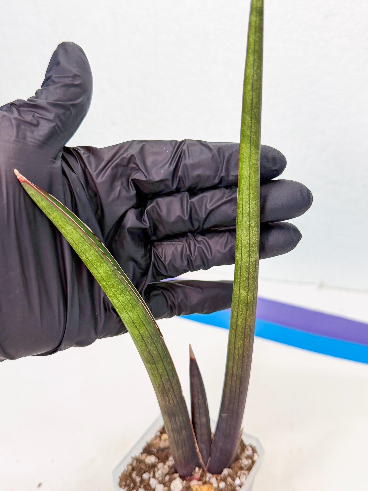 Sansevieria Pink Cell (2) | Color changes seasonally