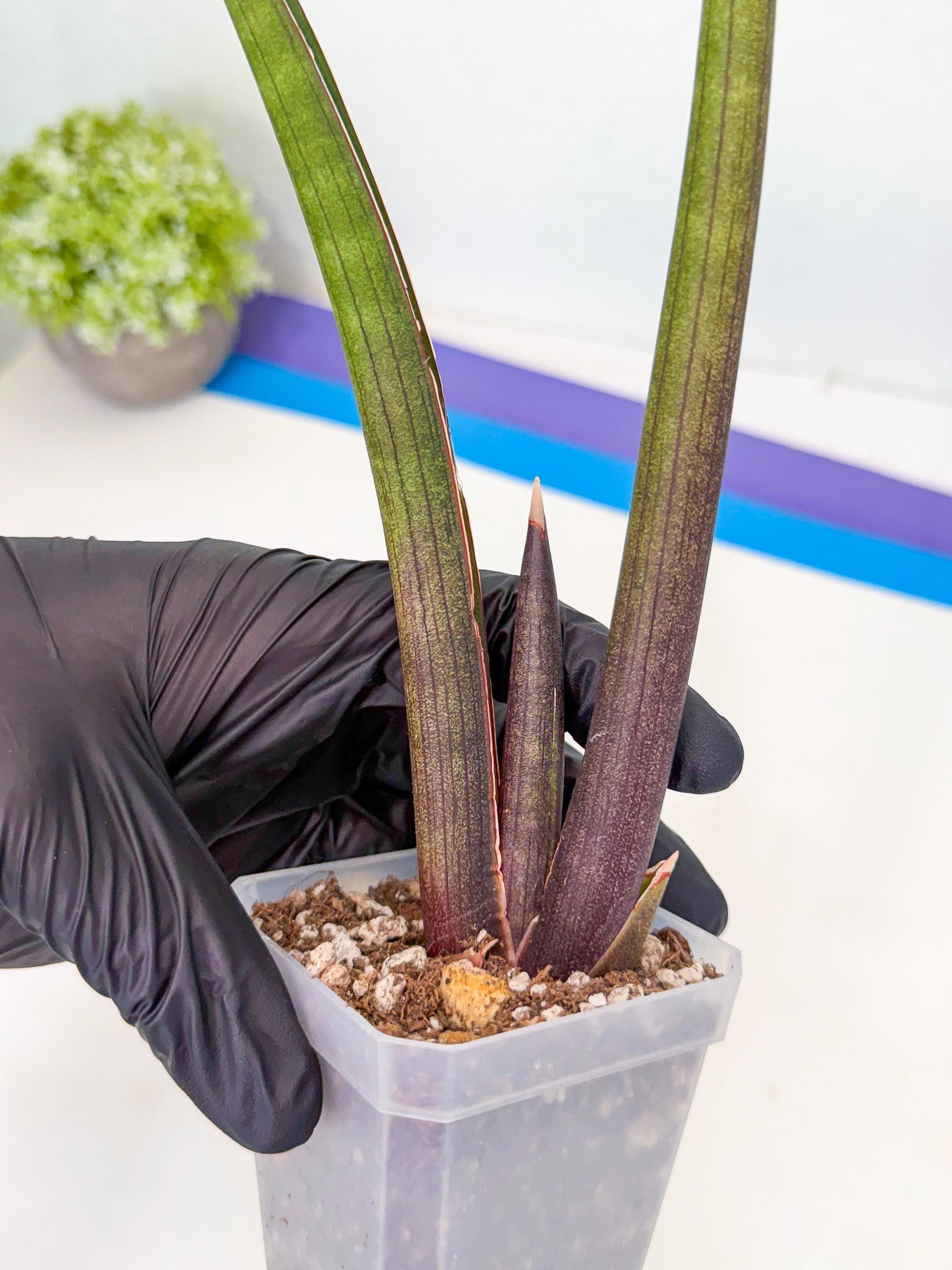Sansevieria Pink Cell (2) | Color changes seasonally