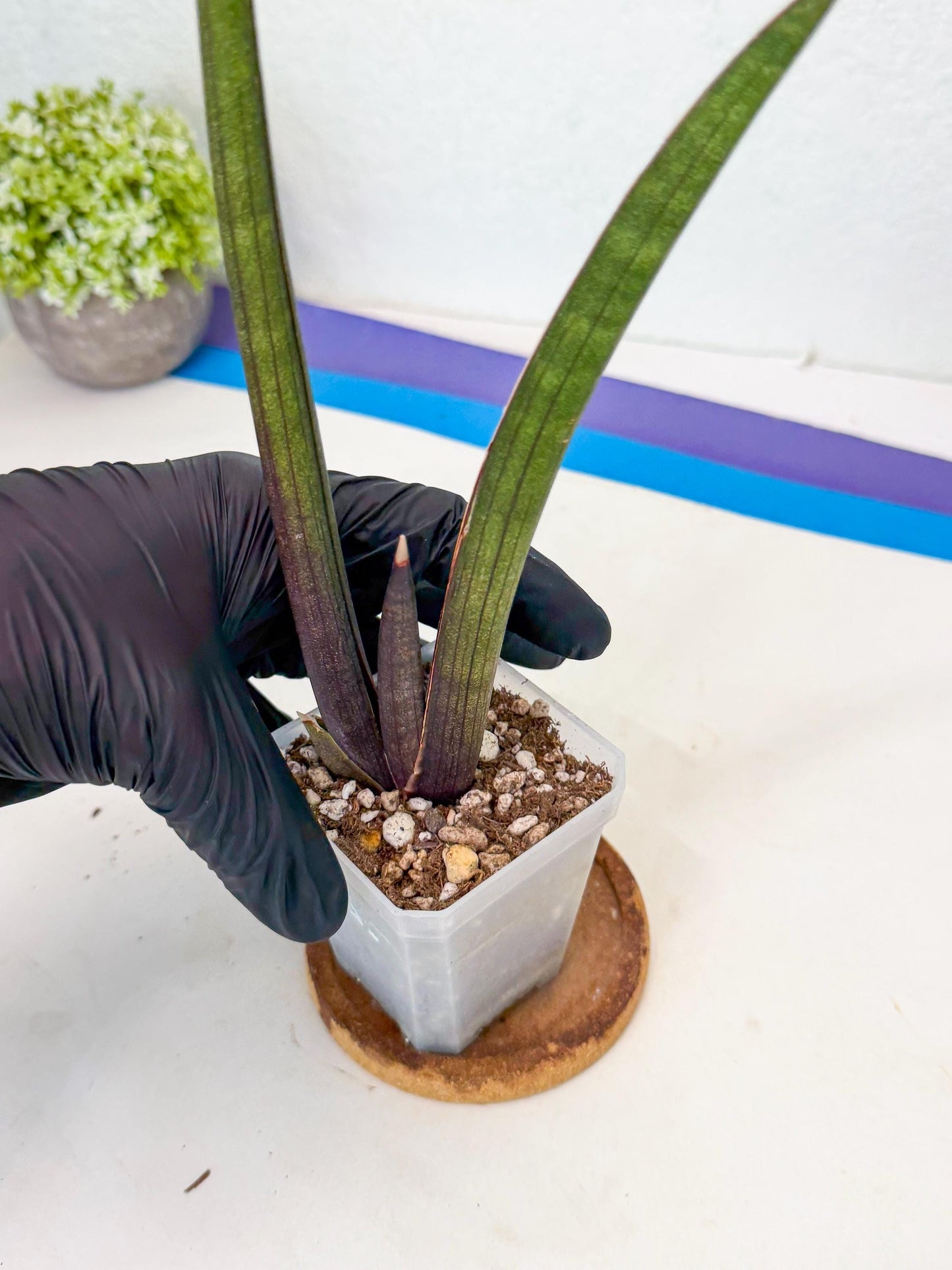 Sansevieria Pink Cell (2) | Color changes seasonally