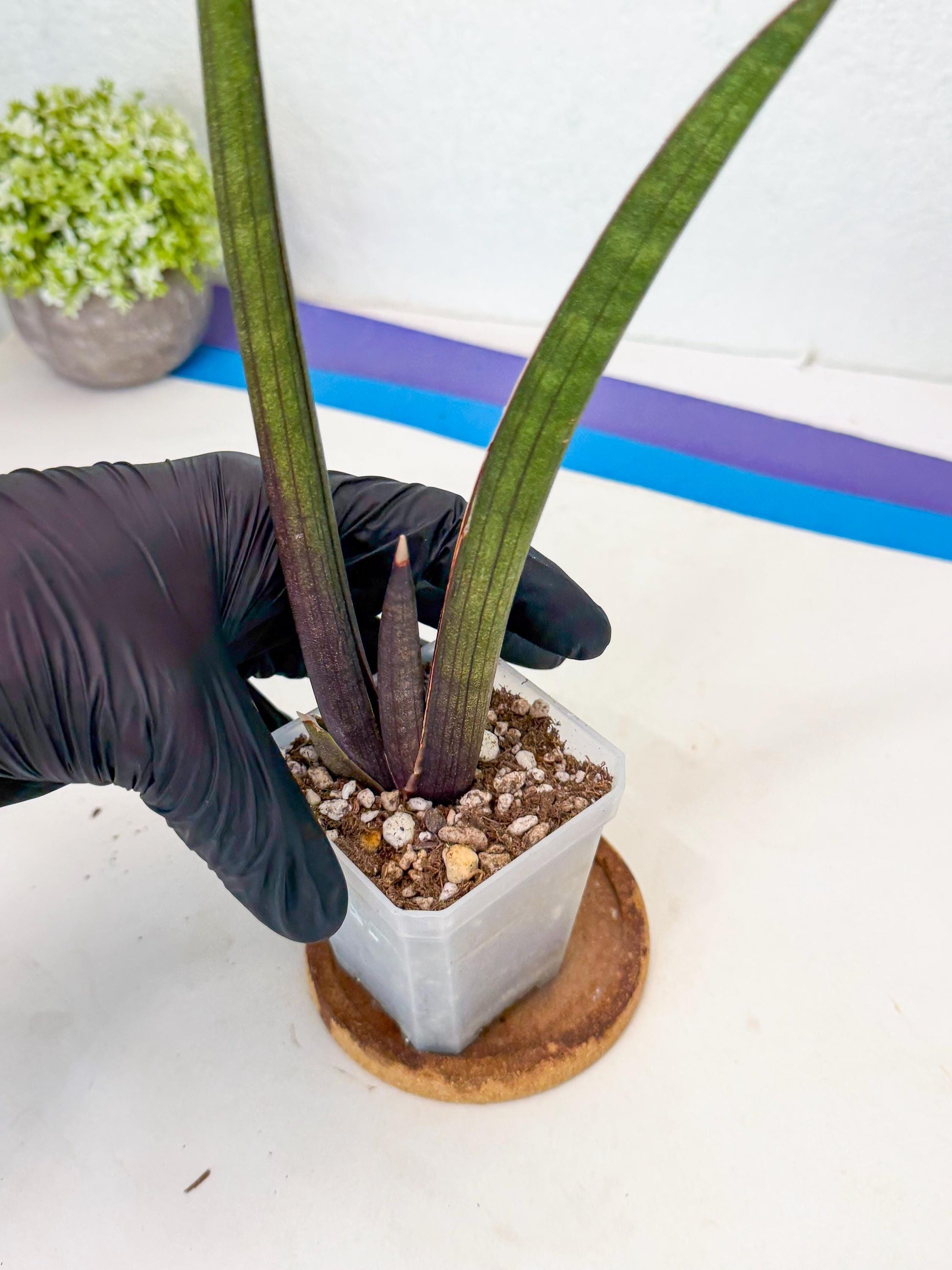 Sansevieria Pink Cell (2) | Color changes seasonally