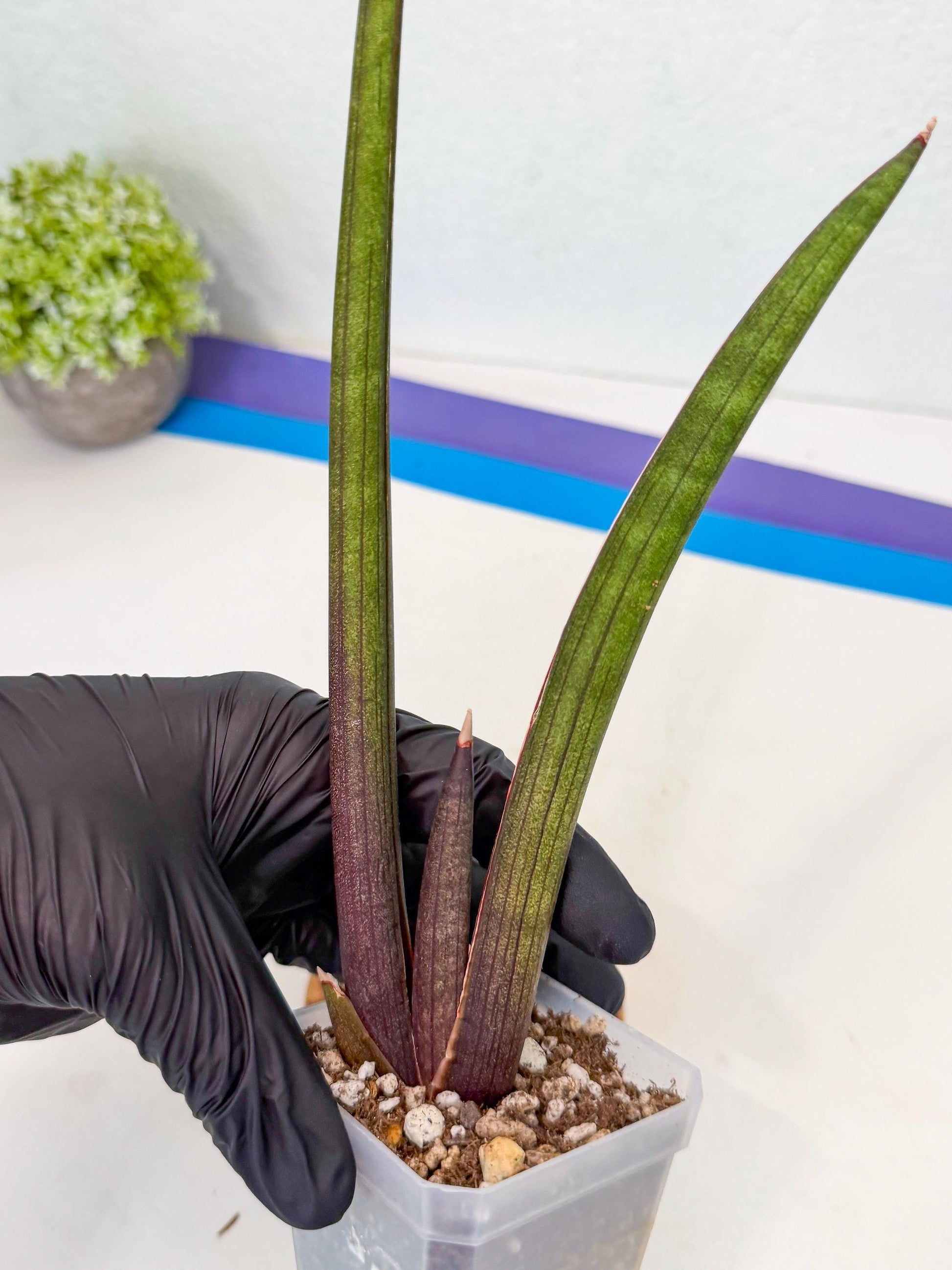 Sansevieria Pink Cell (2) | Color changes seasonally