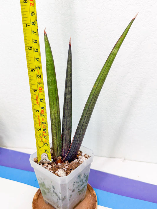 Sansevieria Pink Cell (3) | Color changes seasonally