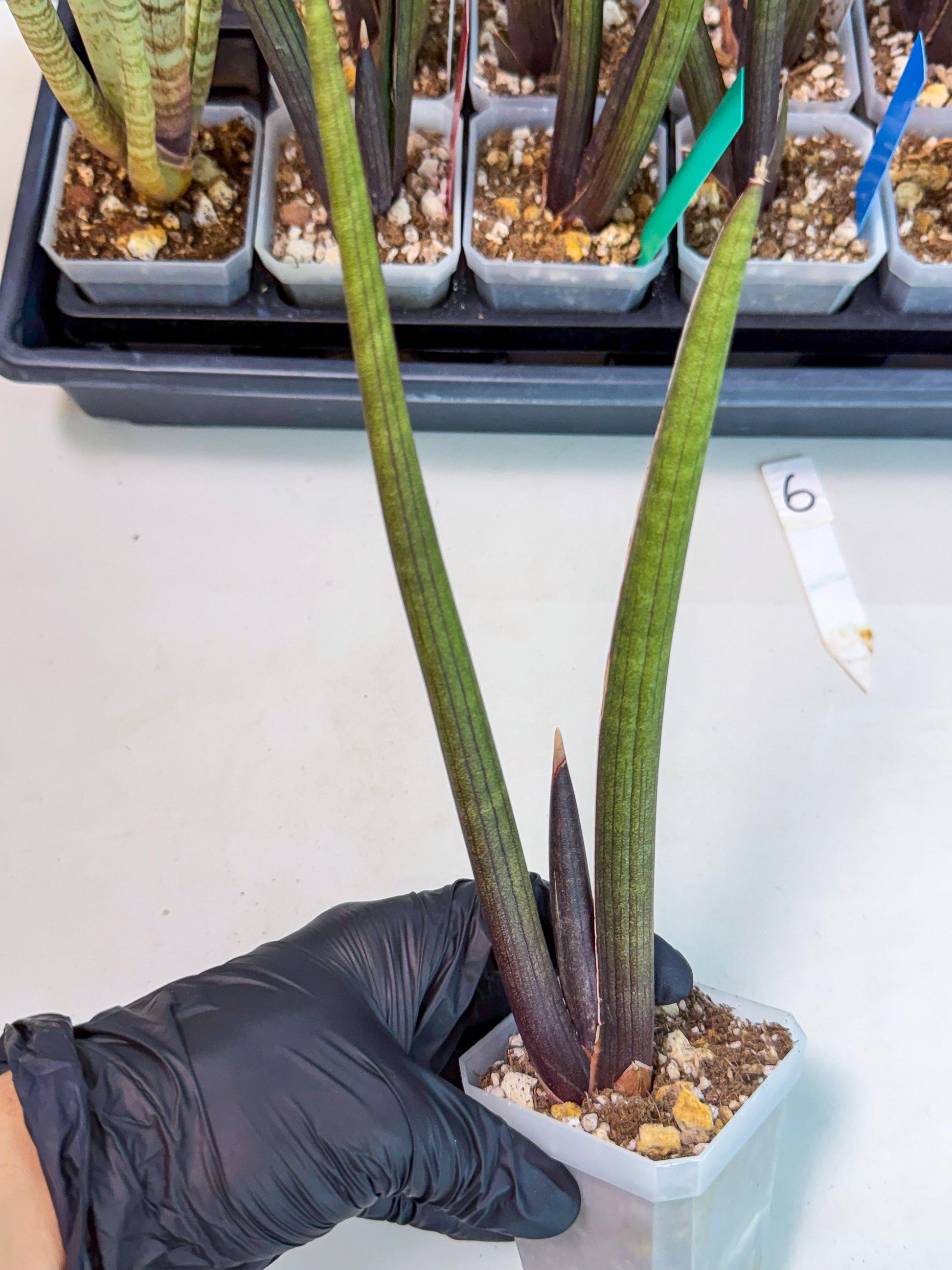 Sansevieria Pink Cell (6) | Color changes seasonally