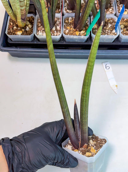 Sansevieria Pink Cell (6) | Color changes seasonally