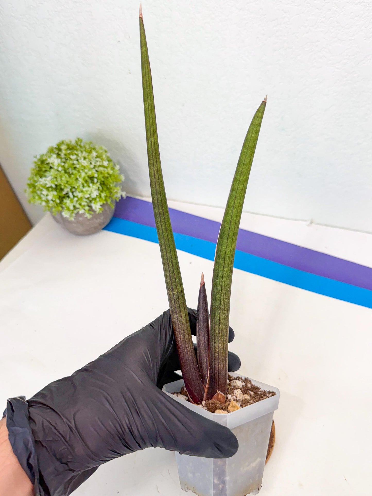Sansevieria Pink Cell (6) | Color changes seasonally