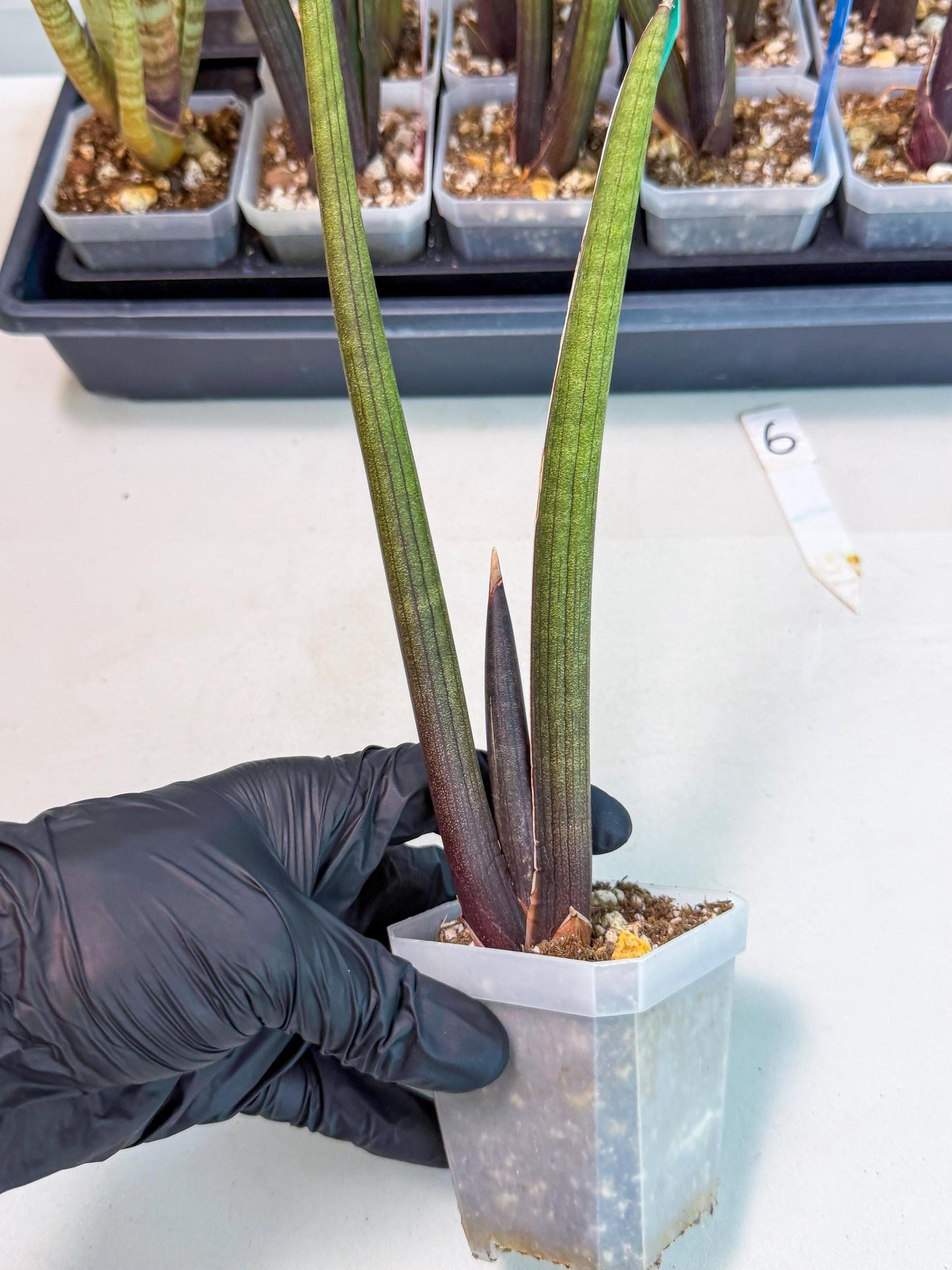Sansevieria Pink Cell (6) | Color changes seasonally