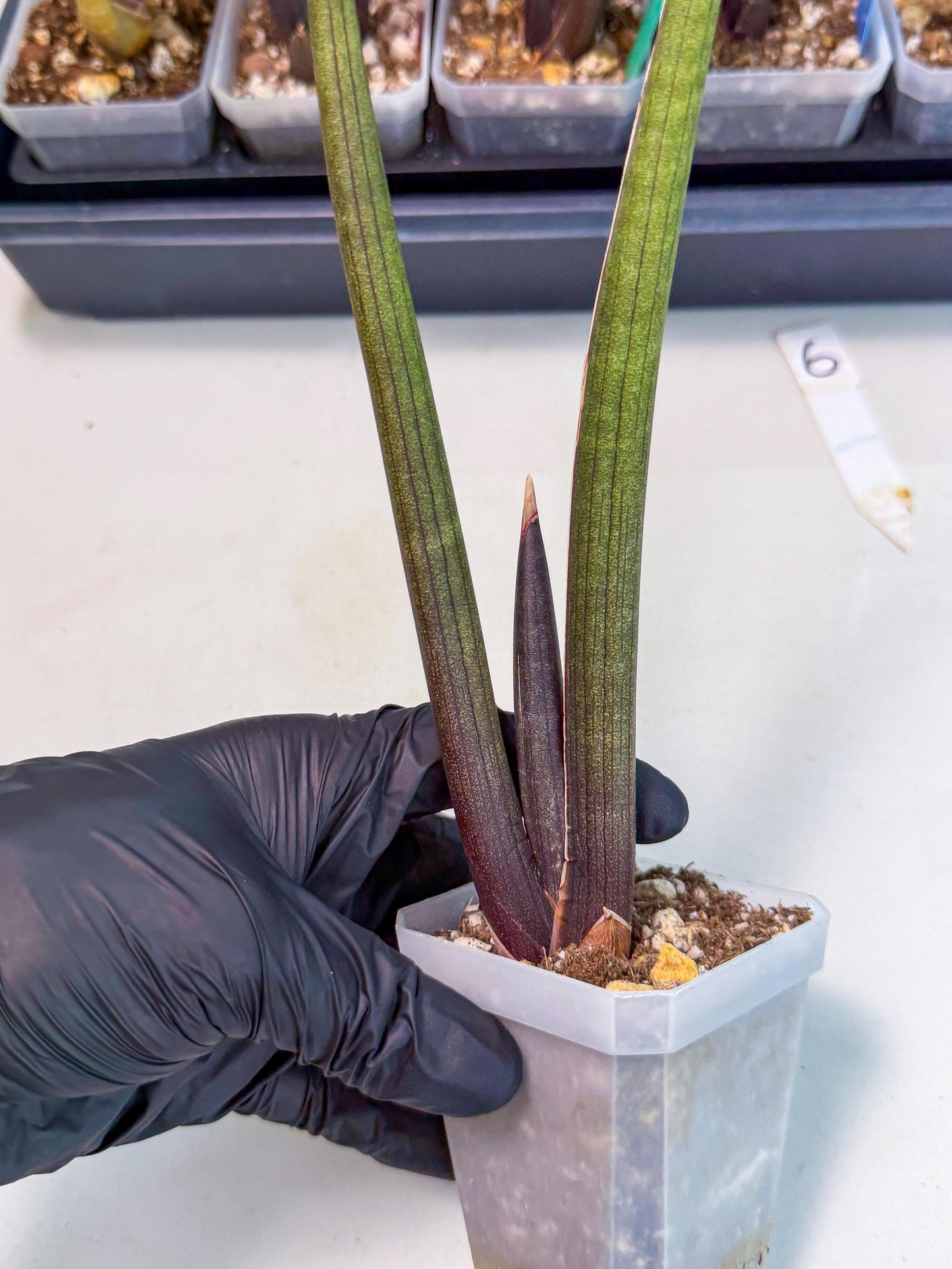 Sansevieria Pink Cell (6) | Color changes seasonally