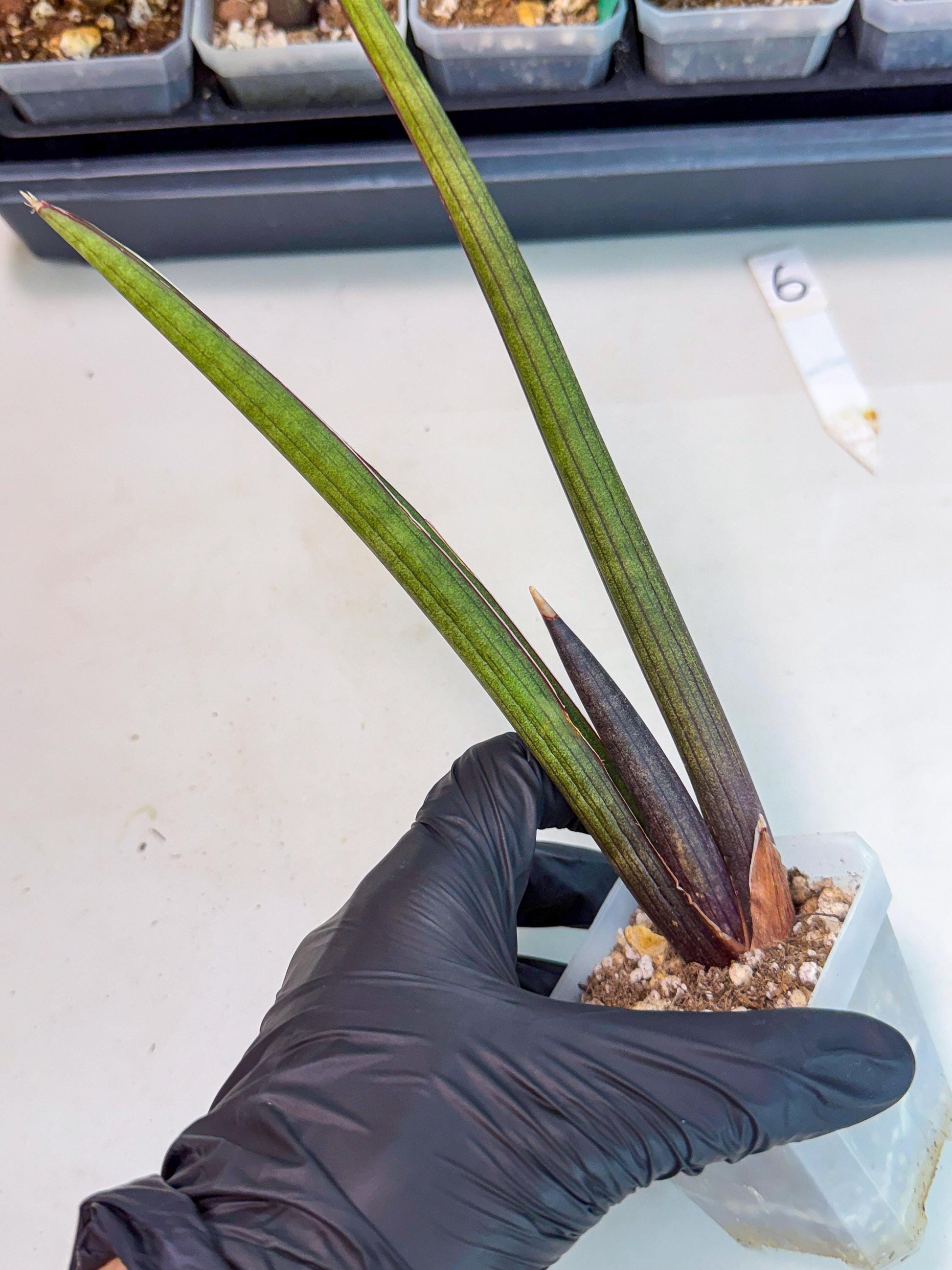 Sansevieria Pink Cell (6) | Color changes seasonally