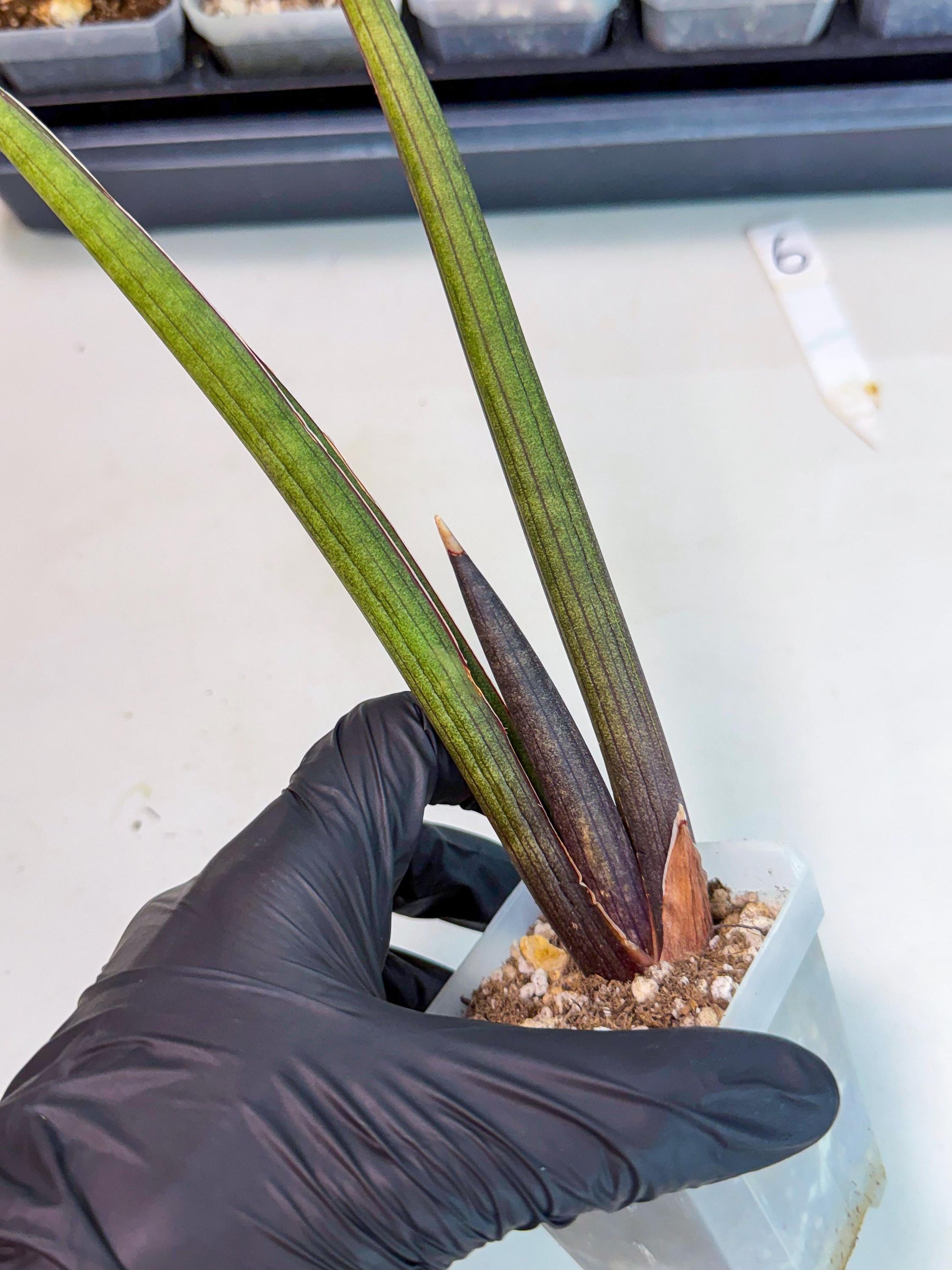 Sansevieria Pink Cell (6) | Color changes seasonally