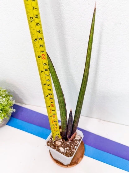 Sansevieria Pink Cell (6) | Color changes seasonally