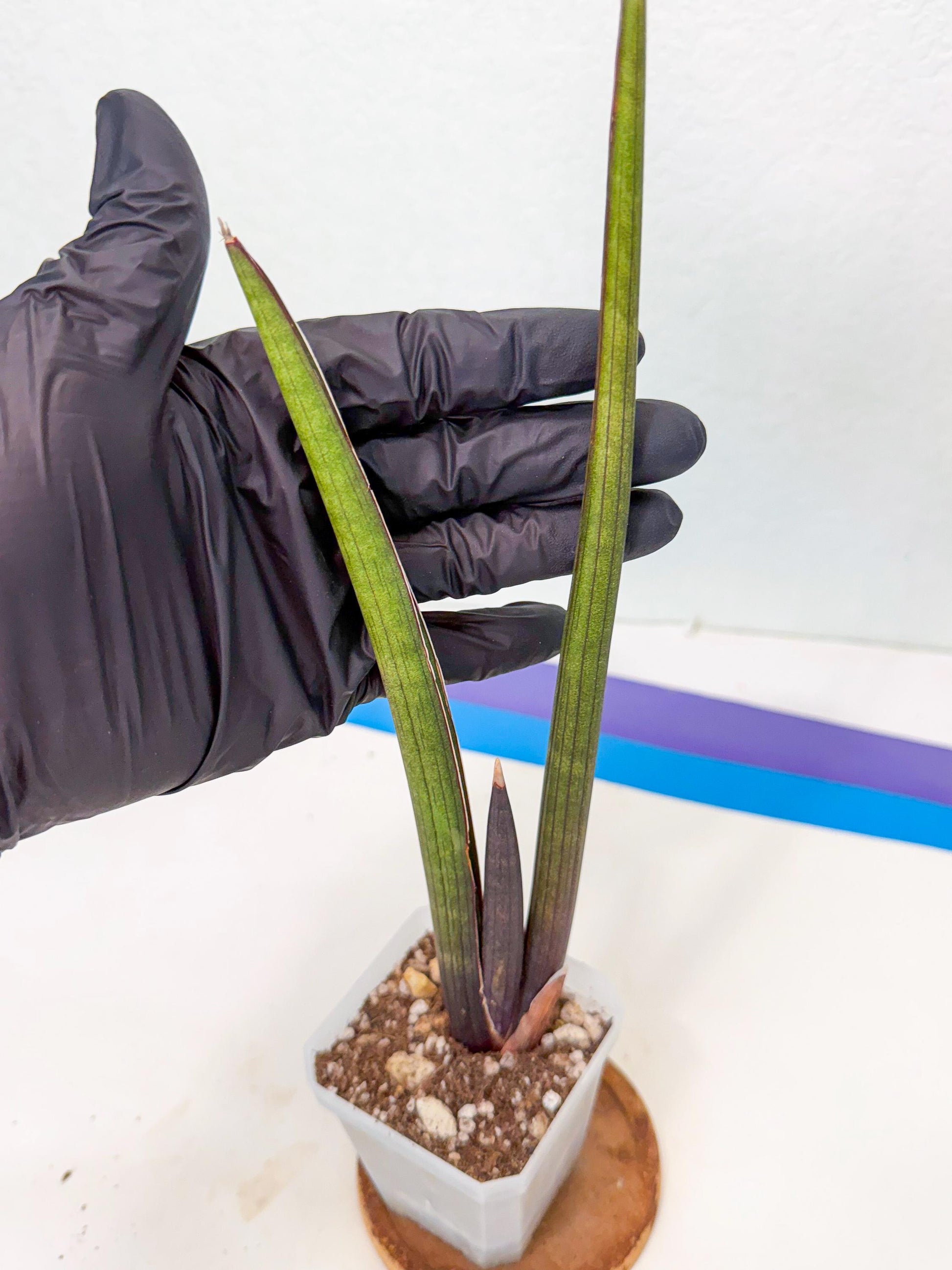 Sansevieria Pink Cell (6) | Color changes seasonally