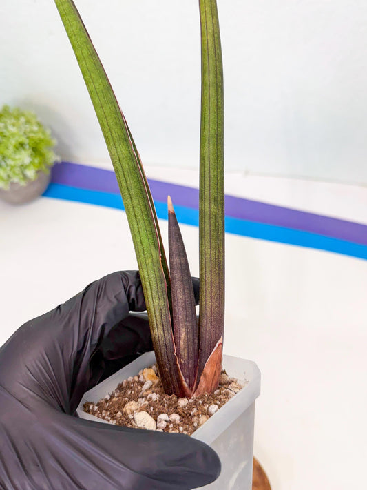 Sansevieria Pink Cell (6) | Color changes seasonally