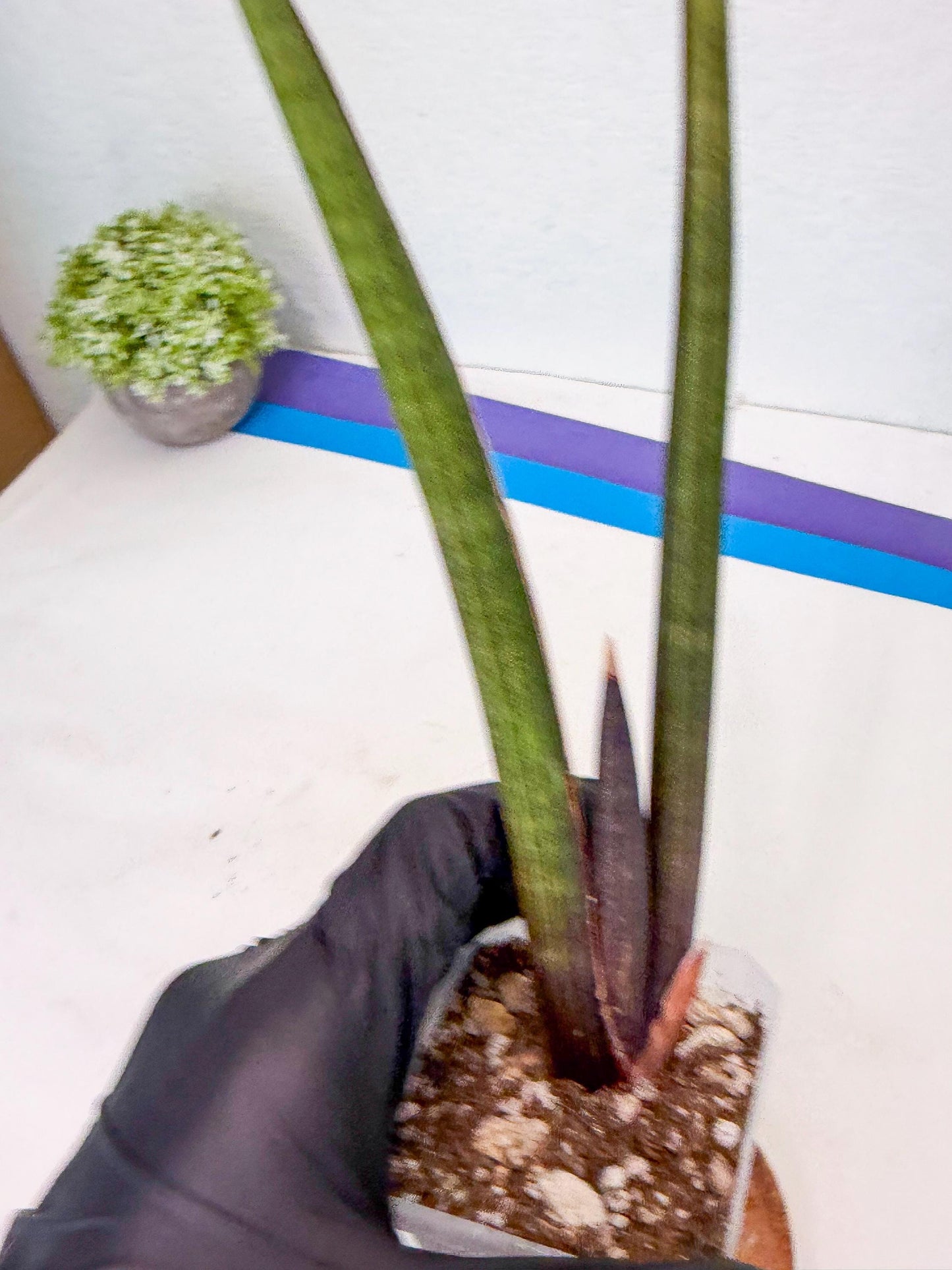 Sansevieria Pink Cell (6) | Color changes seasonally