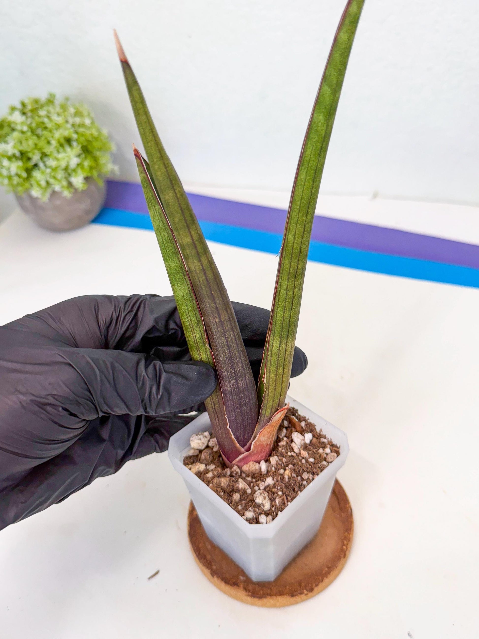 Sansevieria Pink Cell (7) | Color changes seasonally
