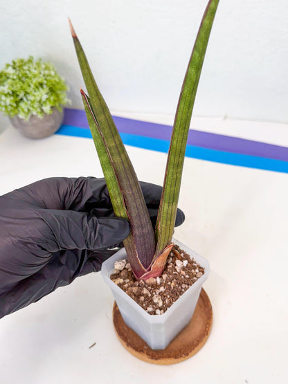 Sansevieria Pink Cell (7) | Color changes seasonally
