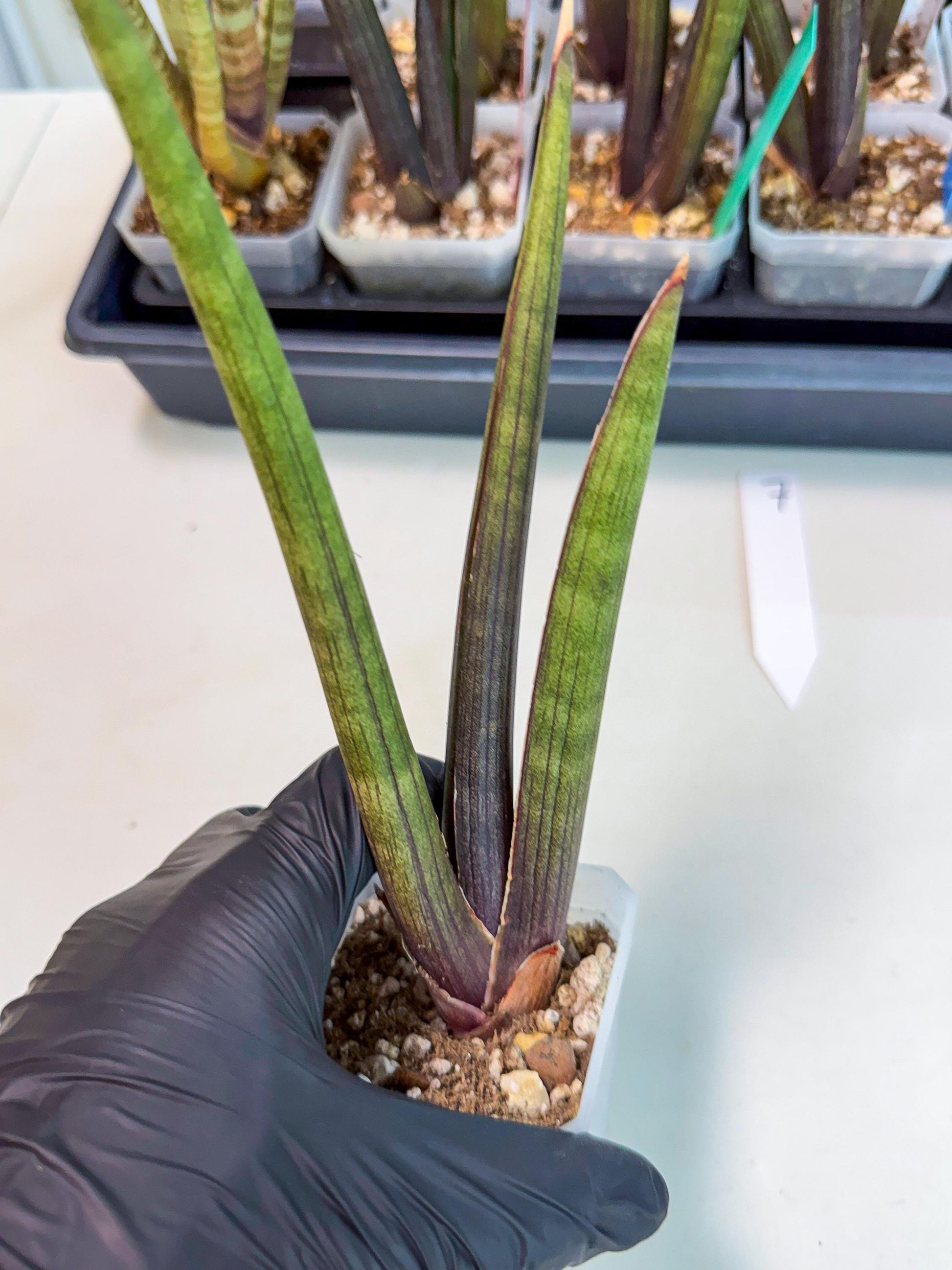 Sansevieria Pink Cell (7) | Color changes seasonally