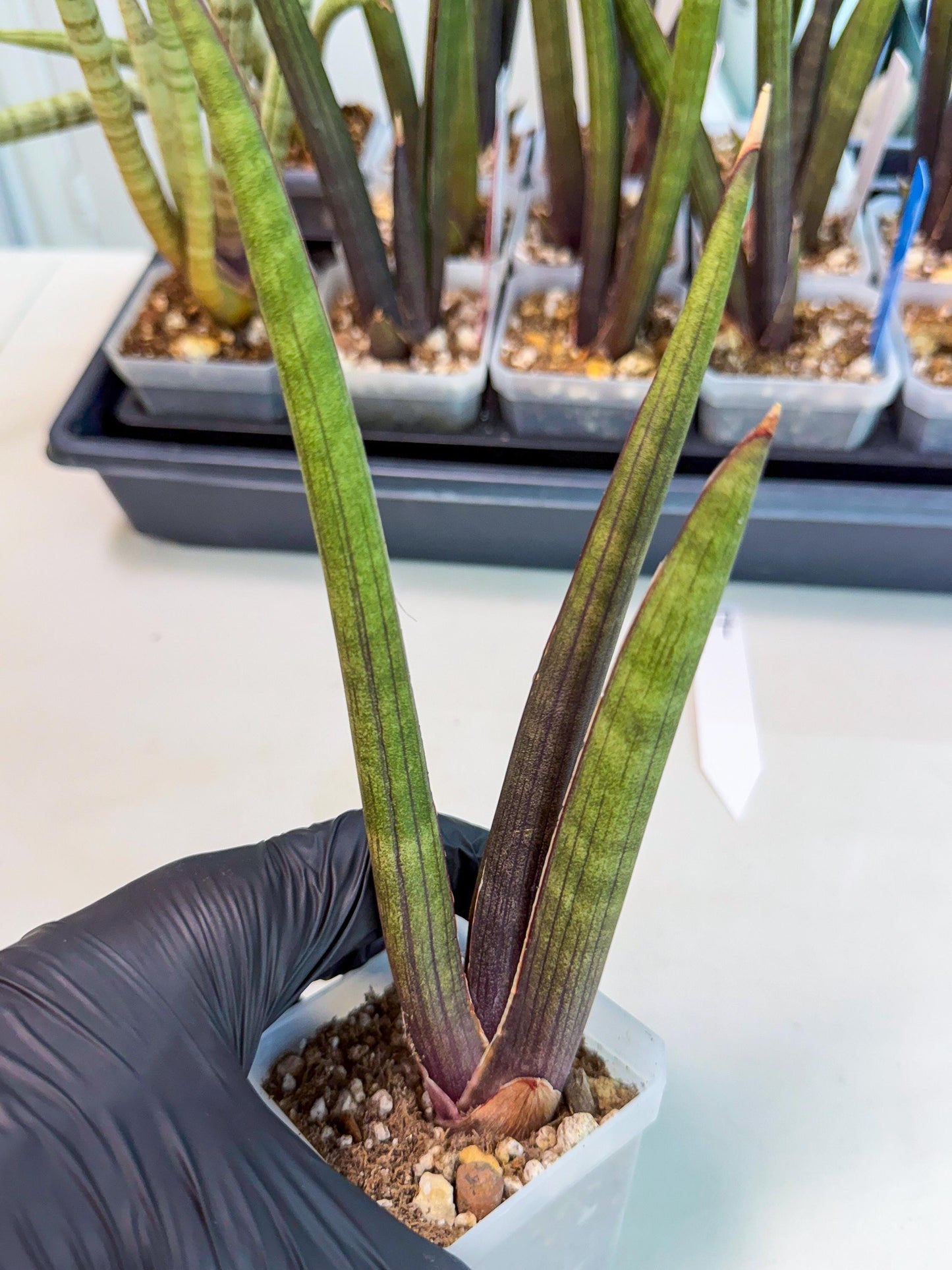 Sansevieria Pink Cell (7) | Color changes seasonally