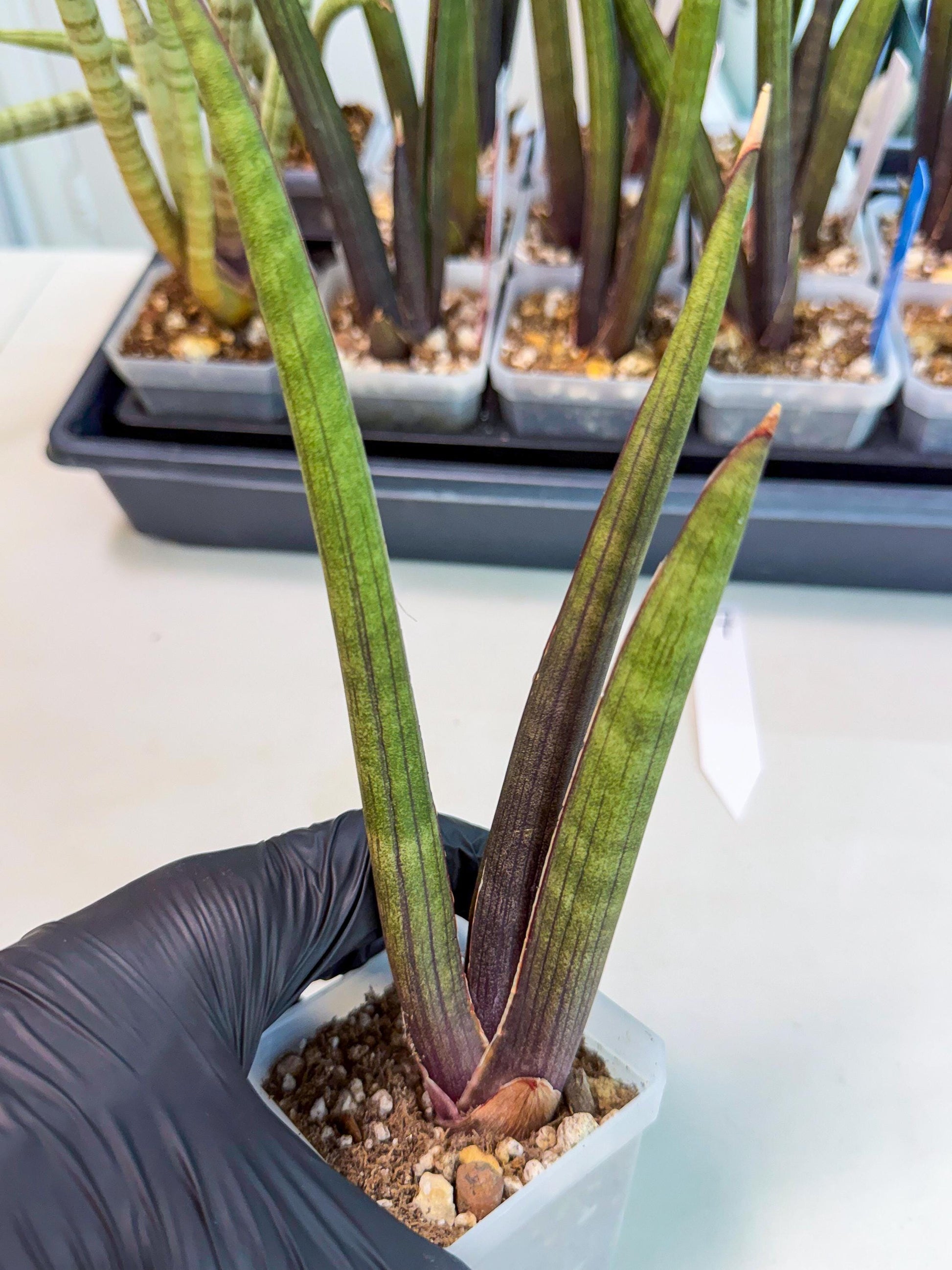 Sansevieria Pink Cell (7) | Color changes seasonally