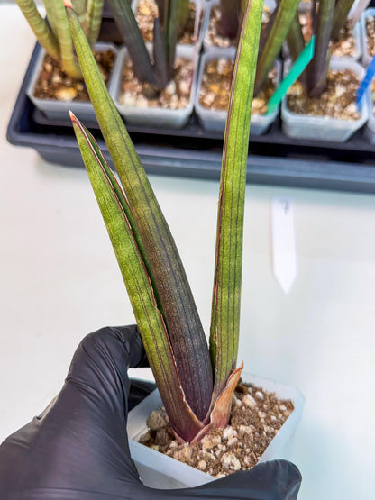 Sansevieria Pink Cell (7) | Color changes seasonally