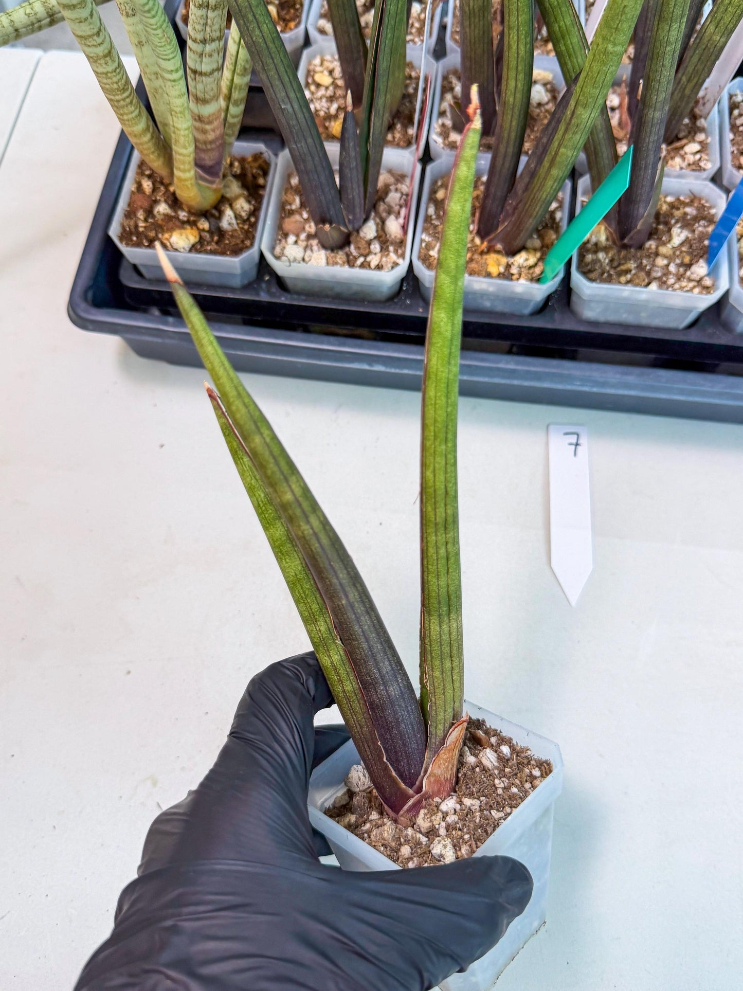 Sansevieria Pink Cell (7) | Color changes seasonally