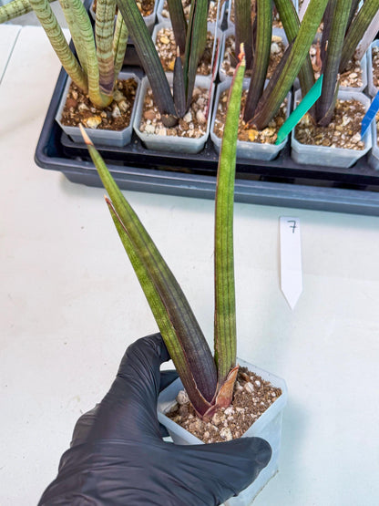 Sansevieria Pink Cell (7) | Color changes seasonally