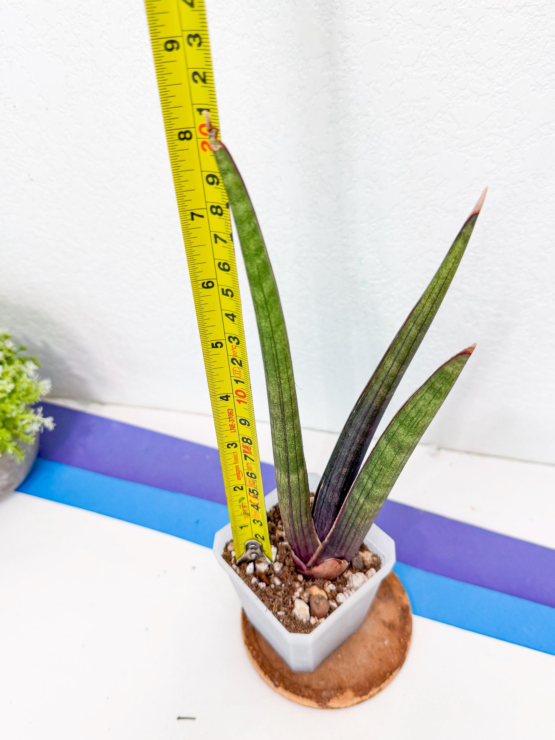 Sansevieria Pink Cell (7) | Color changes seasonally