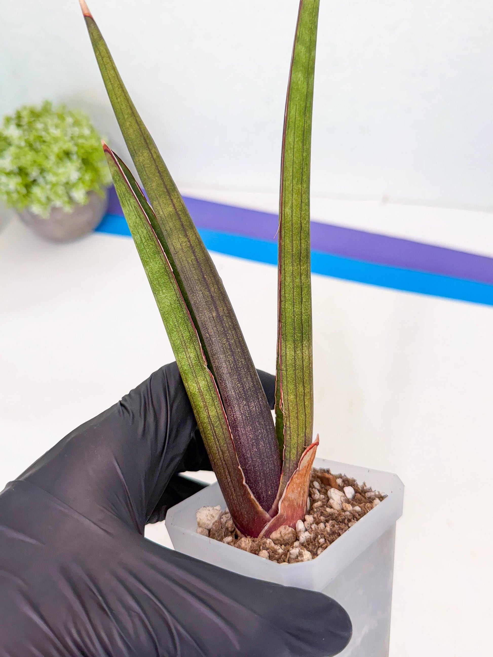 Sansevieria Pink Cell (7) | Color changes seasonally
