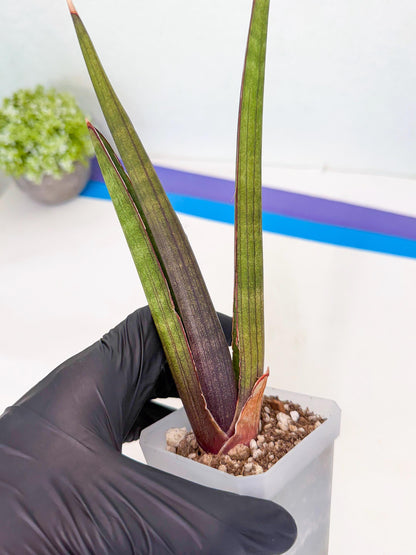 Sansevieria Pink Cell (7) | Color changes seasonally