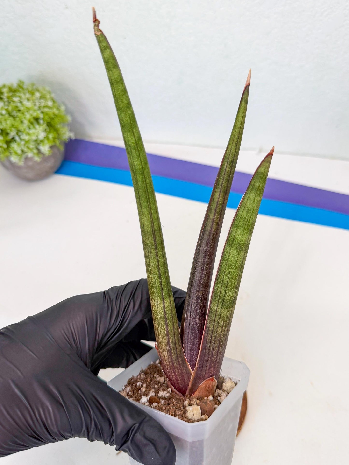 Sansevieria Pink Cell (7) | Color changes seasonally